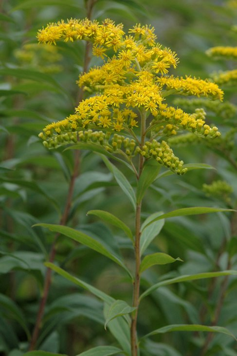 <p>Kanadanpiisku</p>