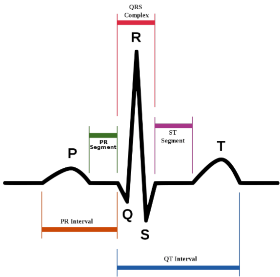 <p>what is represented by the T wave</p>