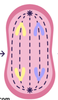 <p>What stage of <strong>mitosis</strong> it this?</p>