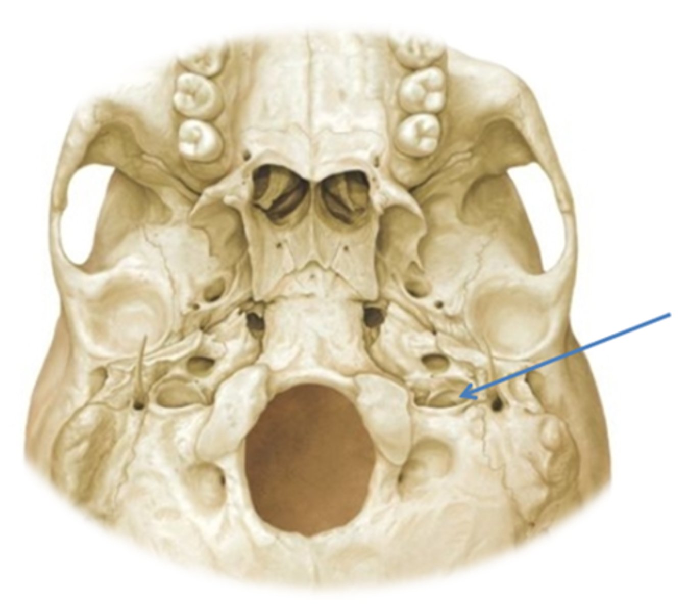 knowt flashcard image