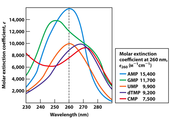 <ul><li><p>Absorption of UV light at 250–270 nm is due to pi to pi electronic transitions.</p></li><li><p>Excited states of common nucleobases decay rapidly via radiationless transitions. – Effective photoprotection of genetic material – No fluorescence from nucleic acids</p></li></ul>