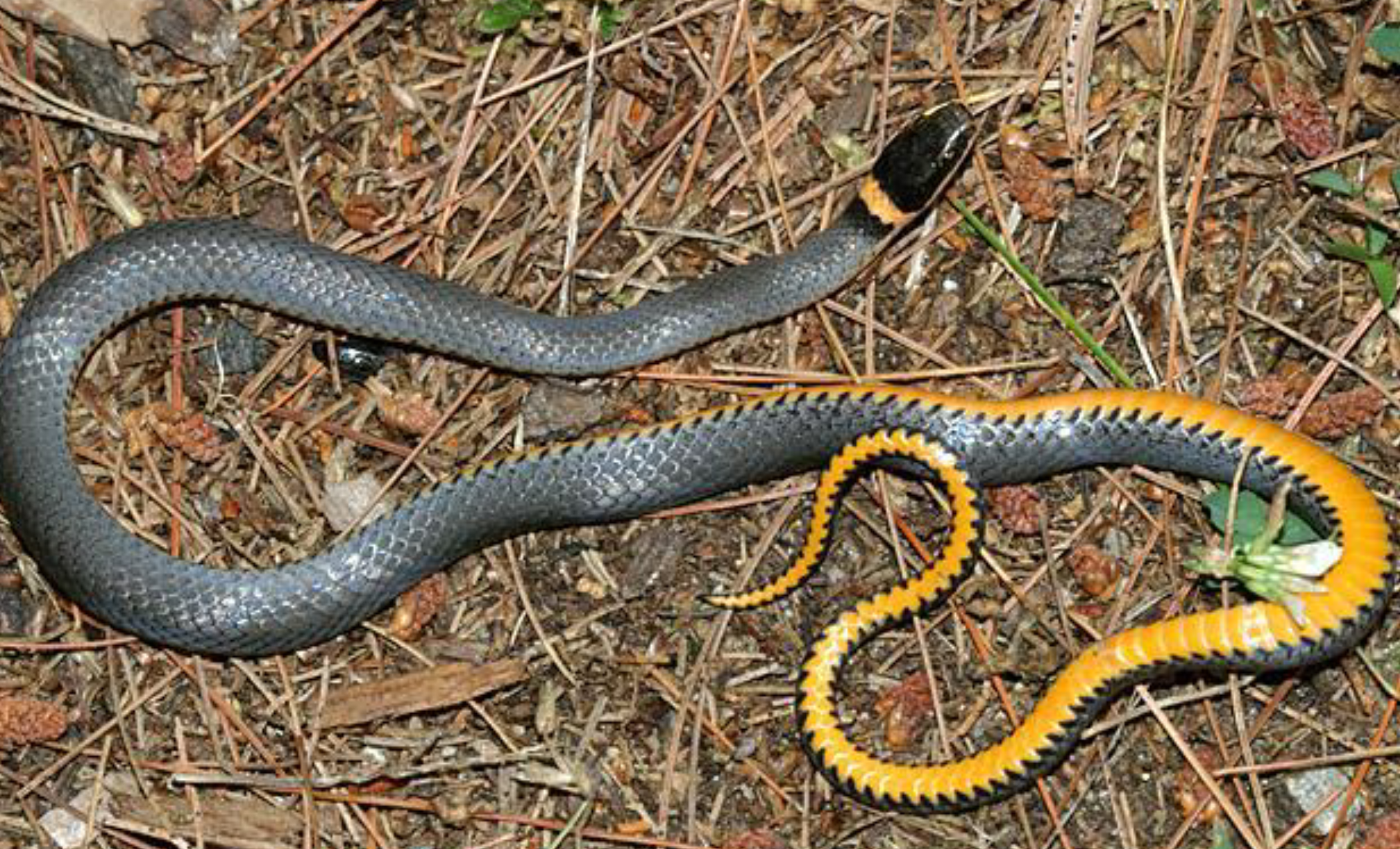 <p><span>what is this and what are its habitat and diet preferences</span></p>