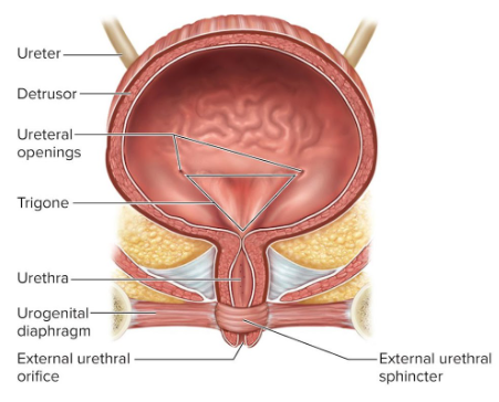 <p>Urethra</p>