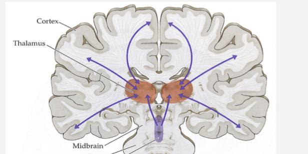 <p>What area of the brain is shown in this image; what does it do?</p>