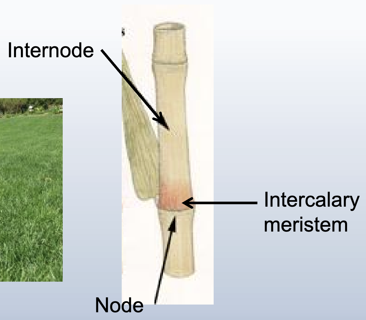 <p><span style="font-family: sans-serif">Present at nodes in most grasses increasing the length of internodes</span></p>