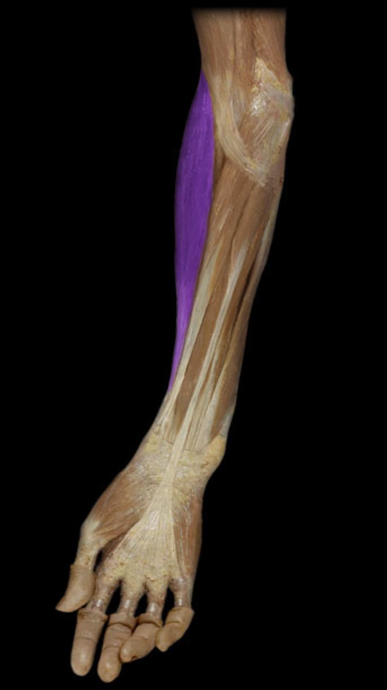 <p>What is/are this muscle’s insertion(s)?</p>