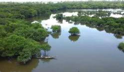 <p>Swamp</p>