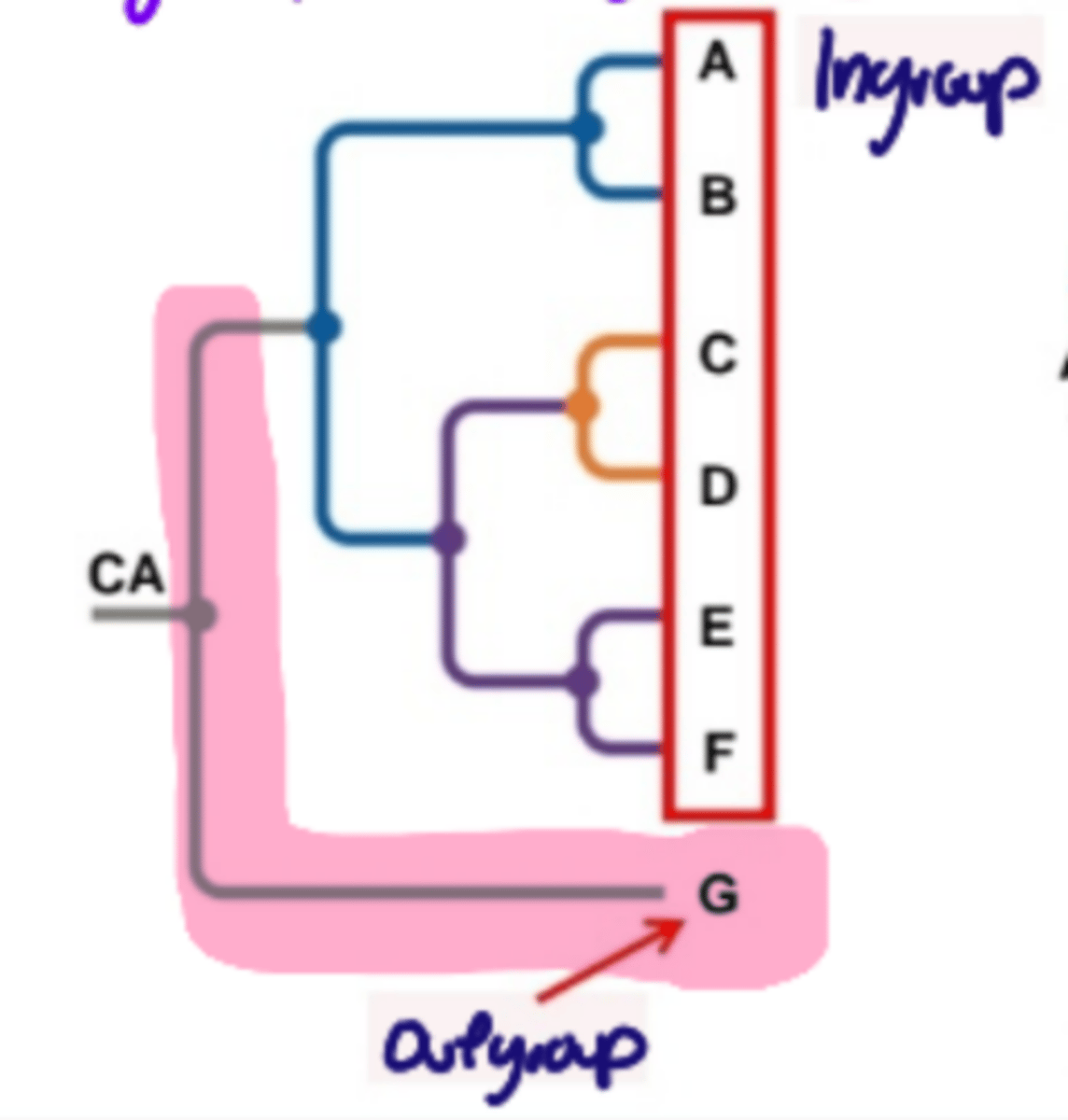 <p>1st lineage to diverge from a common ancestor of a group</p>