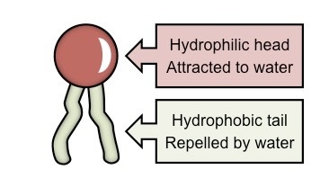 <p>It creates a nonpolar environment in between phospholipids (away from the water) and poplar environment outside of the phospholipids</p>