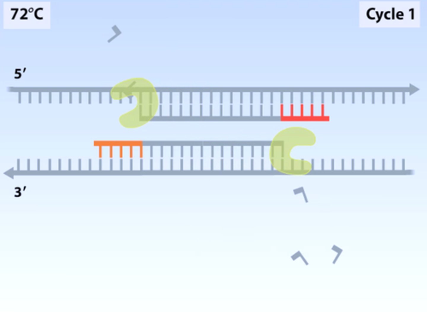 <p>A heat-stable form of DNA polymerase extracted from bacteria that live in hot environments, such as hot springs, that is used during PCR technique</p>
