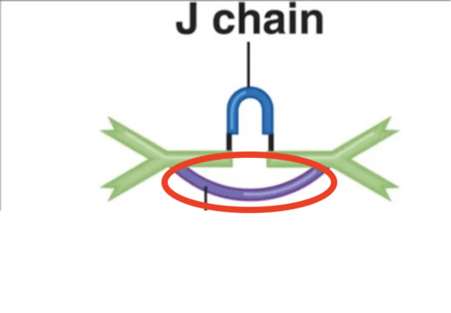 <p>Antibody class</p><p>- Holds together an IgA antibody's 2 monomers</p><p>- Helps prevent microbial attachment to mucous membranes</p><p>- Only on IgA antibodies under normal conditions</p>