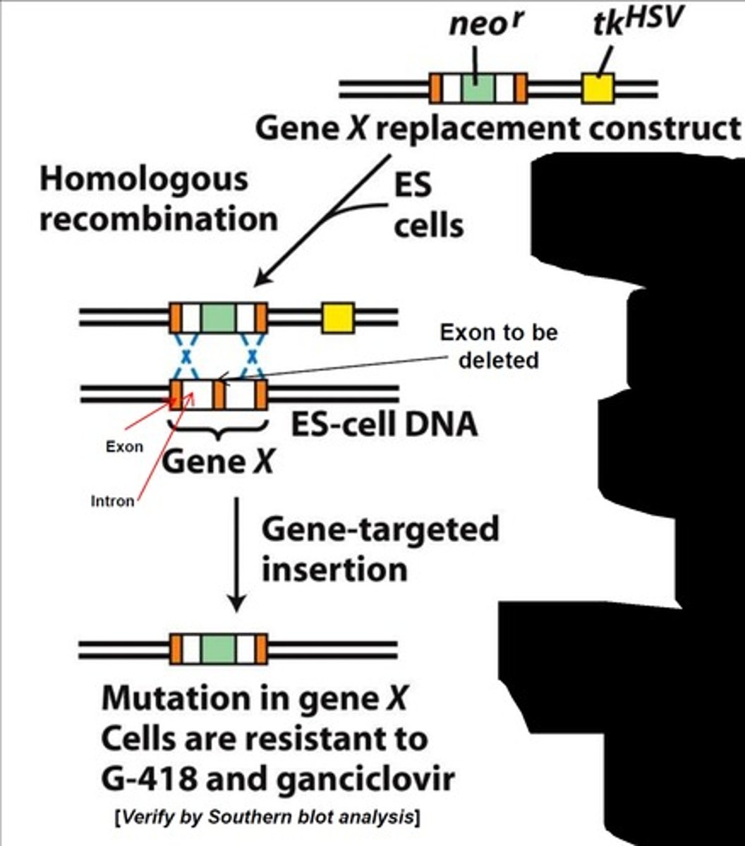 <p>The Neo gene is inserted in the middle of the target gene within the vector construct. This leads to a knockout of the target gene and provides neomycin resistance. If either type of recombination occurs, this gene will be present and provide drug resistance.</p>