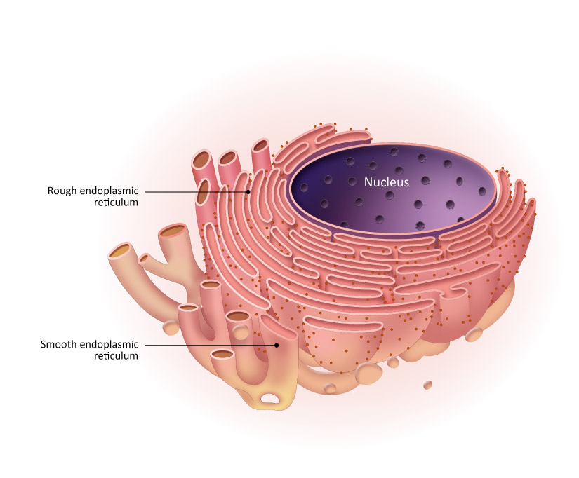 <ul><li><p>Membrane-bound tubules and sacs</p></li><li><p>Makes vesicles</p></li><li><p>Rough endoplasmic reticulum</p><ul><li><p>Makes proteins</p></li><li><p>Located near nucleus</p></li><li><p>Is rough because of ribosomes attachments</p><ul><li><p>ribosomes come from the nucleus</p></li></ul></li></ul></li><li><p>Smooth endoplasmic reticulum</p><ul><li><p>makes lipids (but not triglycerides</p></li><li><p>is far from the nucleus</p></li></ul></li></ul>