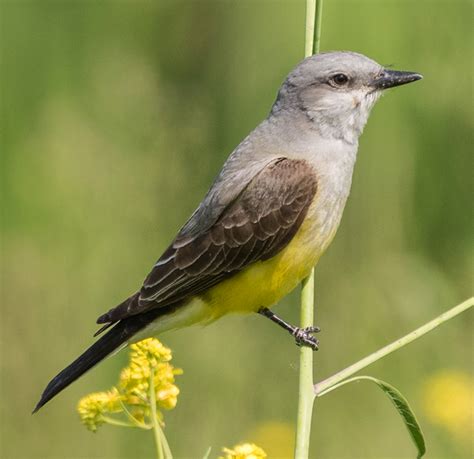 **Yellow chest**, brown back. Males and females similar.