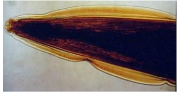 <p>which species is this?</p>
