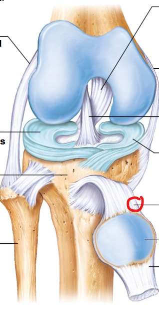 <p>Connects the patella to the tibia (below the kneecap) and works with the quadriceps tendon to extend the knee.</p>