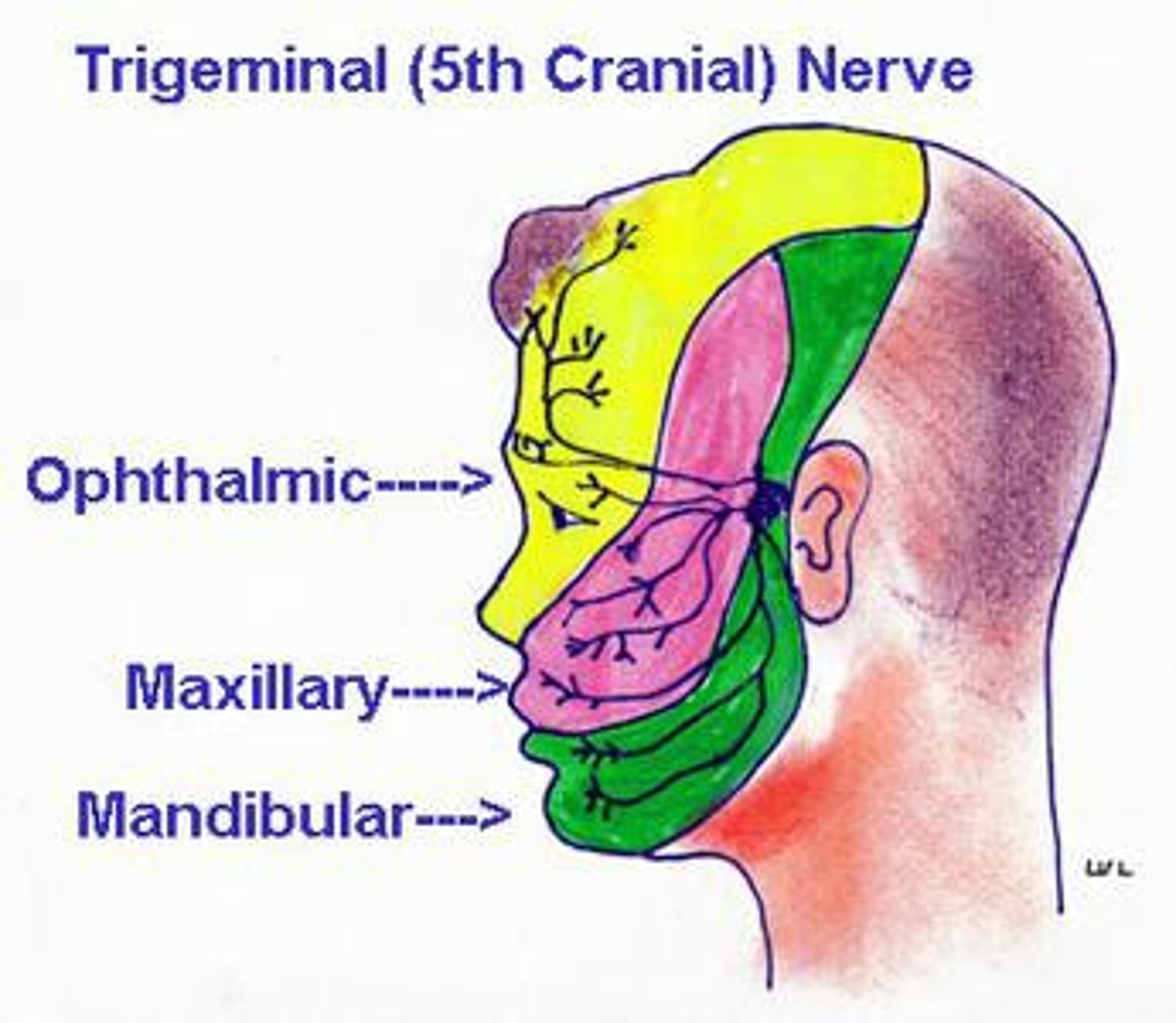 <p>Innervated by cranial nerve V (Trigeminal)</p>