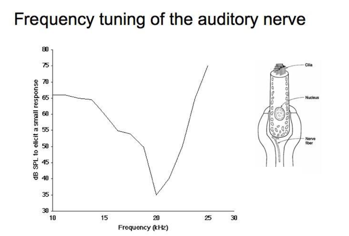 <p>The frequency sensitivity of an auditory nerve fiber (or neuron in the central auditory system) is usually limited to a single frequency at threshold, but broadens to include higher and lower frequencies as sound level is increase</p>