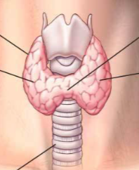 <p>releases thyroxine which helps regulate metabolism, heart function, and body temperature</p><ul><li><p>overactive can lead to weight loss</p><ul><li><p>Grave’s Disease</p></li></ul></li><li><p>underactive can lead to weight gain</p></li></ul><p></p>