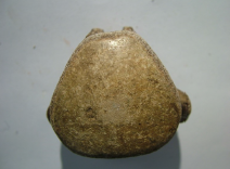 <p>Chordata, Mosasaur Vertebrae</p>