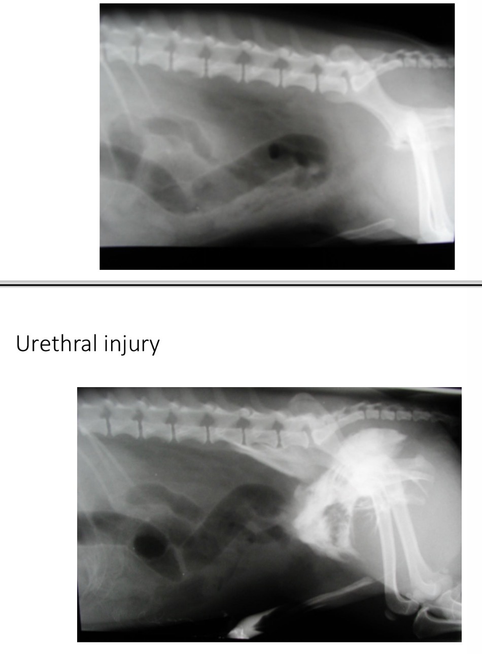 <p>Urethral trauma - Diagnosis </p>