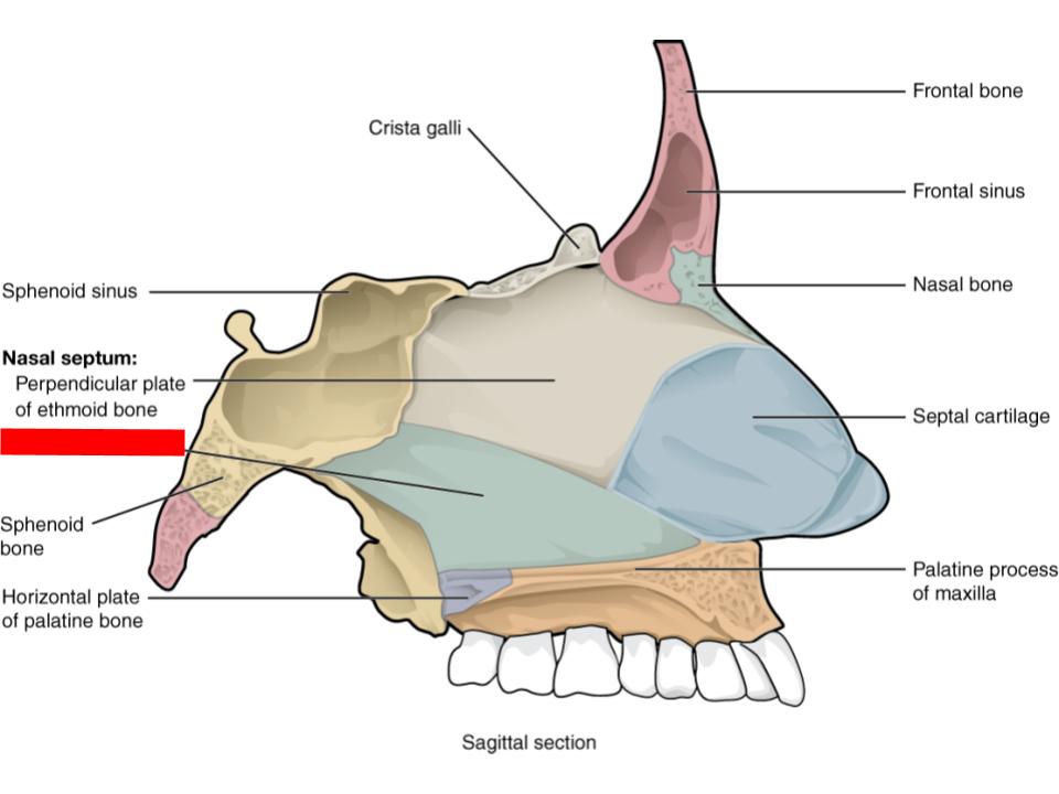 <p>nasal septum</p>