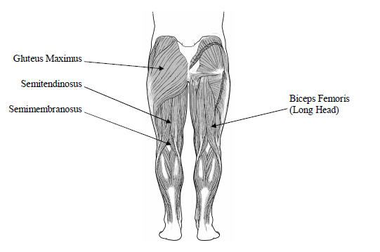 <p>+gluteus medius</p><p>+gluteus minimus</p><p>• IC ajal kontsentriline, et takistada vaagna ja ülakeha liigset ettekallet ning aeglustada hoojalga (põlveliigese sirutus) </p><p>• Toefaasis (eriti selle 2.pooles) kontsentriline, et vabastada jalga aluselt (hoofaasi esimeses pooles põlvepainutus jätkub, aga mitte enam hamstringite aktiivsest kontsentrilisest kontraktsioonist) </p><p>• Ekstsentriline kontraktsioon hoofaasi lõpp-osas, et aeglustada etteliikuvat jalga ja vähendada puusa fleksiooni algkontakti tasemele</p>