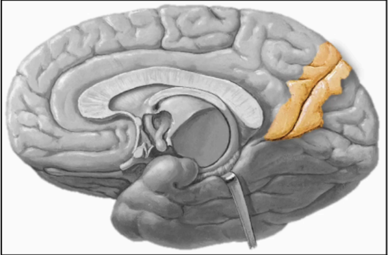 <p>PARIETO-OCCIPITAL FISSURE</p>
