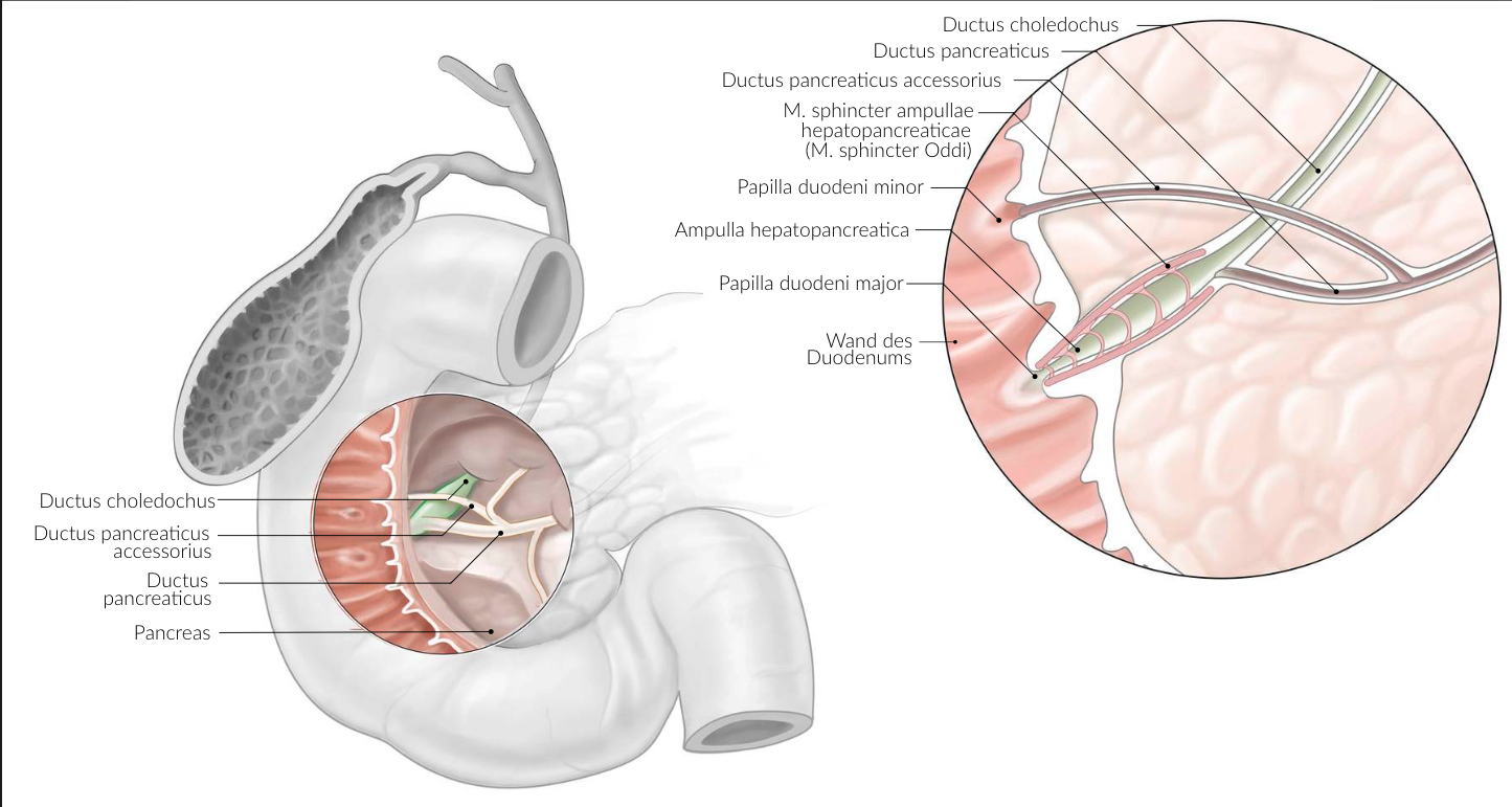 <p>B. Head of the pancreas (Caput pancreatis)</p>