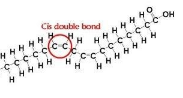 <p>what type of fatty acid? </p>