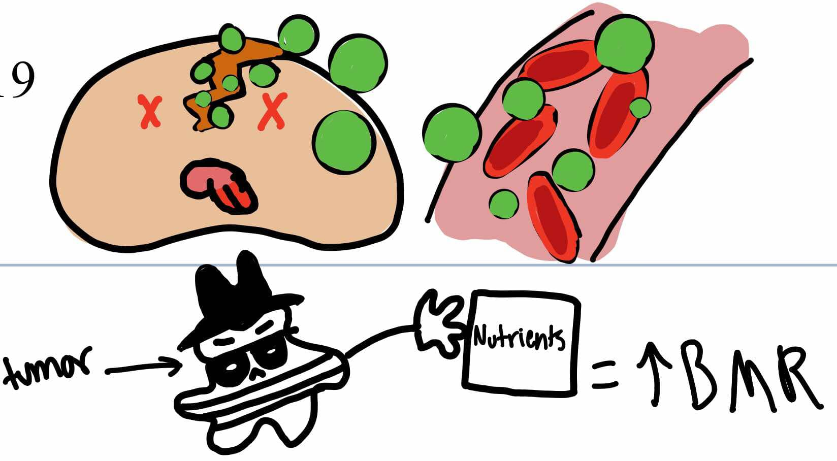 <ol><li><p><strong>Destruction of cells</strong> as a result of treatment &amp; subsequent  <strong>release of waste products into the bloodstream</strong></p></li><li><p><strong>Increase in BMR </strong> due to tumor having increase need for nutrients</p><p></p></li></ol><p></p>