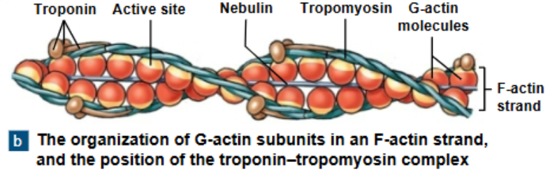 <p><strong>Trop “rope” omyosin</strong></p><p>-is a double strand</p><p>-prevents actin-myosin interaction</p>