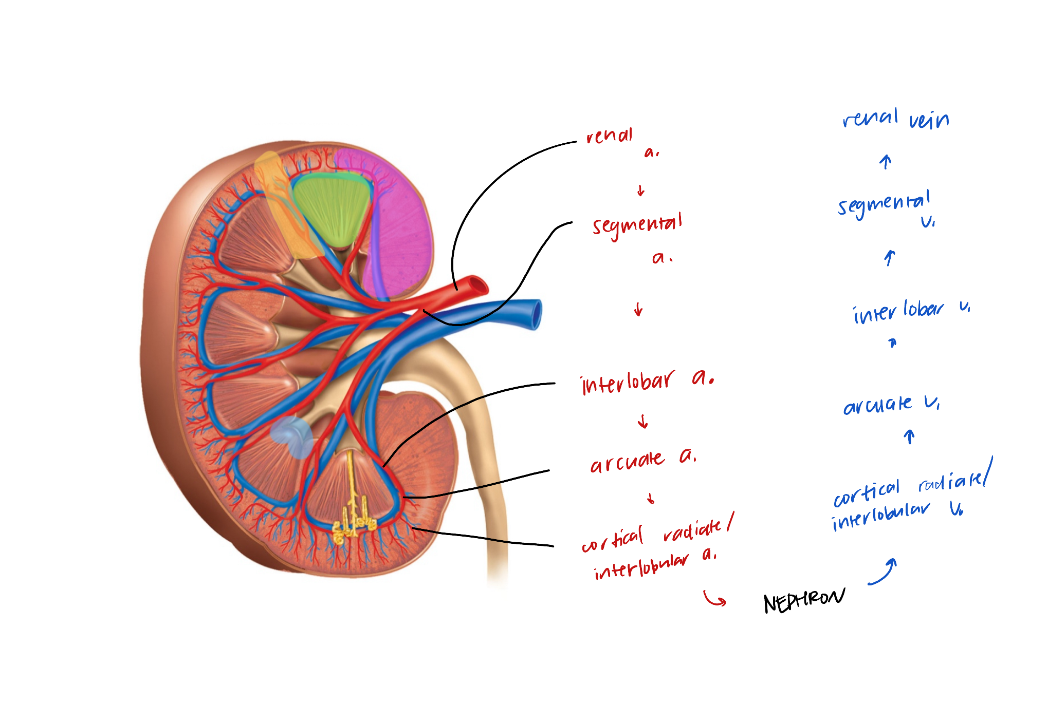 <p>1) renal artery <br>2) segmental a.<br>3) interlobar a. <br>4) arcuate a.<br>5) interlobular a.</p><p>+ nephron</p><p>6) interlobular v.<br>7) arcuate v.<br>8) interlobar v.<br>9) renal v.</p><p>**no segmental vein</p>