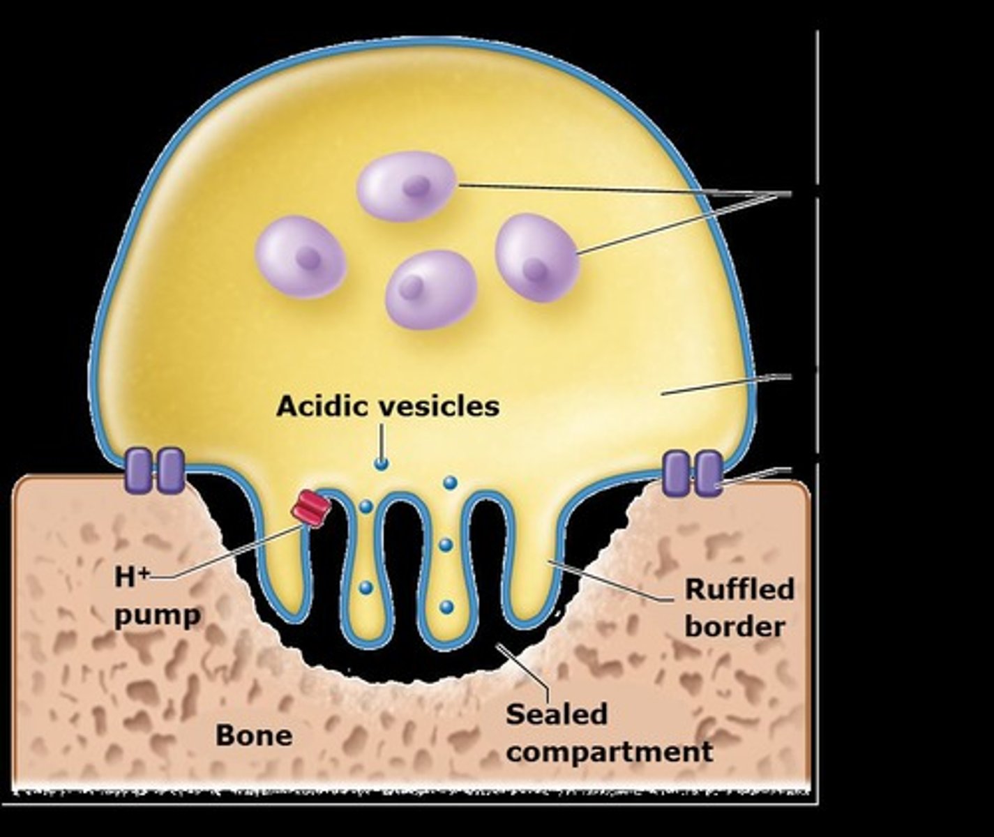 <p>Multinucleated cells involved in the resorption of bone.</p>