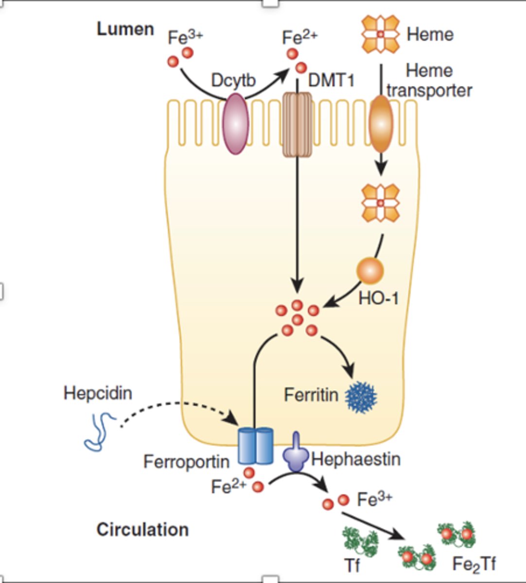 <p>- reduced to ferrous by ferrireductase <br>- transported through luminal membrane of enterocyte<br>- stored as ferritin or oxidaized by ferroportin</p>