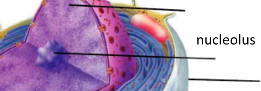<p>Nucleolus </p>