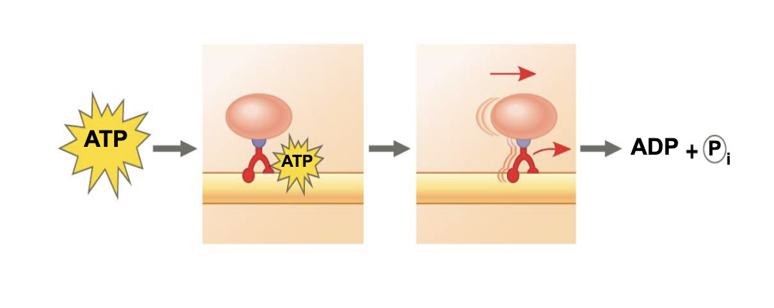 <p>what is ATP doing in this image</p>
