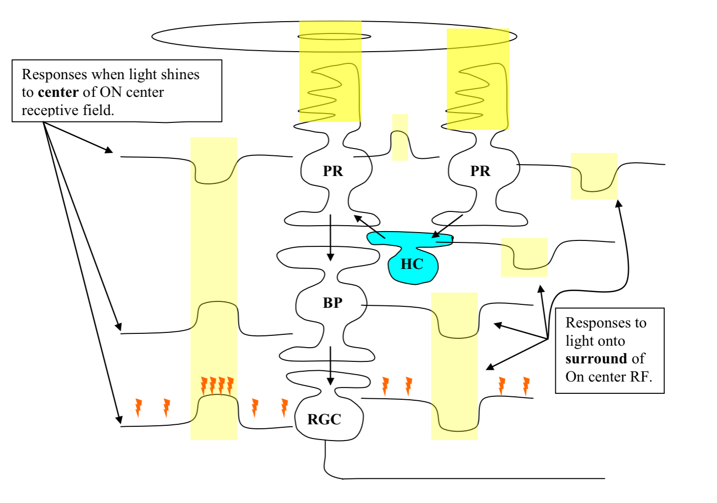 <ul><li><p>the role of a horizontal cell (HC) when light falls on a photoreceptor (PR) in a bipolar cell’s (BP) and RGC’s surround</p></li></ul><p></p>