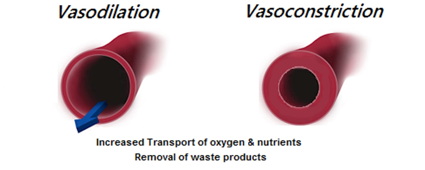 <p>Constriction of vessels (to keep heat inside body).</p>