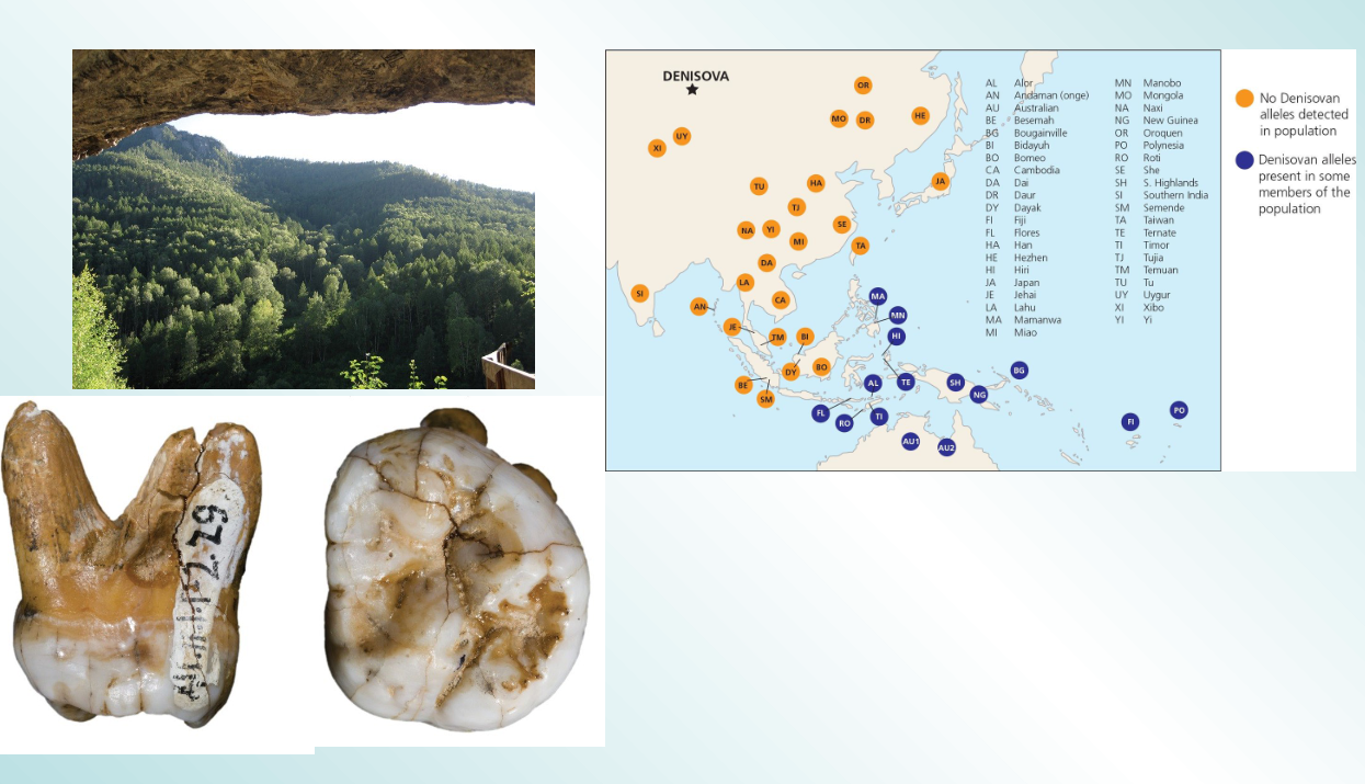 <p>close relatives of Neanderthals also interbred with humans</p>