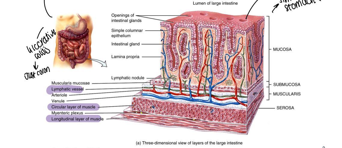 <p>Similar to stomach structure</p>
