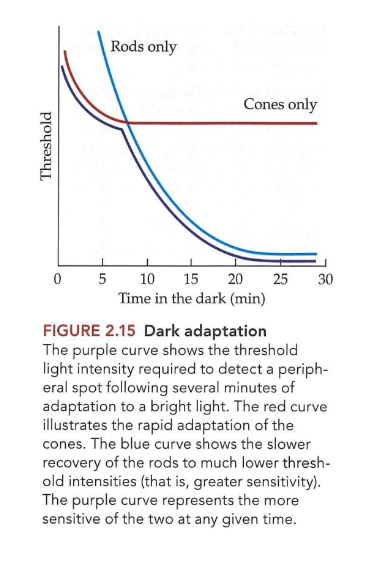 <ul><li><p>wanneer donkere kamer binnentreden vanuit fel zonlicht → aantal fotonen licht dat oog binnenkomt neemt af met factor van enkele miljarden (meer dan 12 logeenheden)</p><ul><li><p>in het begin → moeilijk om iets te zien</p></li><li><p>na 30 min → zelfs slechts een paar fotonen waarnemen</p></li></ul></li><li><p>donkerblauwe curve: verandering in drempel aan lichtintensiteit (= minste licht dat nodig is) om perifeer punt te detecteren</p><ul><li><p>in begin: drempel hoog → lage gevoeligheid</p></li><li><p>na ± 20 min: drempel sterk verlaagd → gevoeligheid is verhoogd</p></li></ul></li><li><p>vanuit donker terug naar zonlicht → vrijwel direct terug kunnen zien</p></li></ul><p></p>
