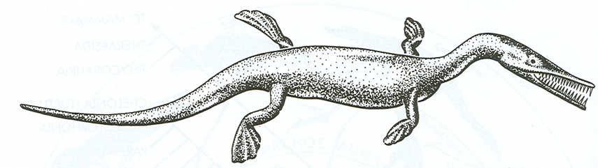 <p>Mesosaurus</p><p>permian, 1 m long, 1st fully aquatic ambiote, teeth like sieve, viviparous</p>