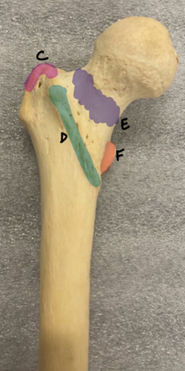 <p>E</p>