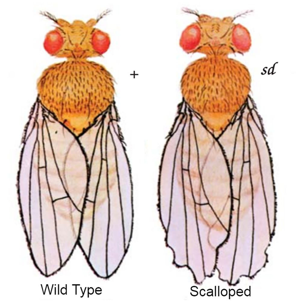 <ol><li><p>Genotype - sd/sd</p></li><li><p>Body location - wing</p></li><li><p>Chromosome - chromosome 1 (X)</p></li><li><p>Sex linkage - is sex linked, x chromosome </p></li></ol><p></p>