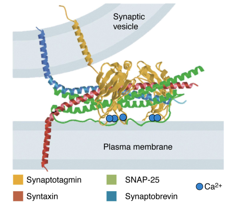 <p>synaptotagmin</p>