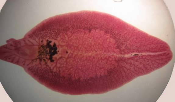 <p>Fasciola hepatica </p>