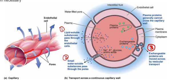 Since capillaries are composed of a single layer of endothelial cells, there are 3 ways materials can get through a capillary wall:

\
1\. Lipid-soluble + gases - simple diffusion

\
2\. H2O and water-soluble substances (**Ex.** electrolytes (Na+ and K+), glucose, and amino acids) - water-filled pores

\
3\. Proteins - vesicular transport 

→ when necessary