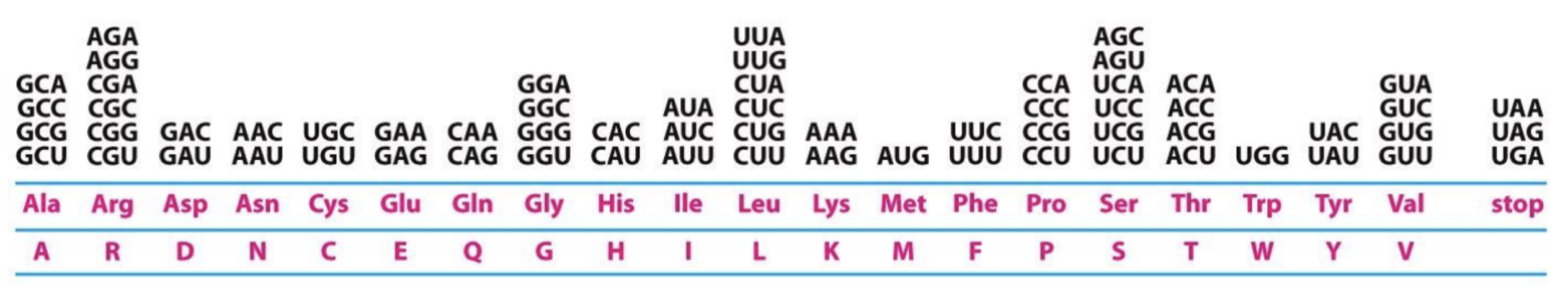 <ul><li><p>It is redundant (degenerate): Multiple codons code for the same </p></li></ul><ul><li><p>No codon codes for more than one amino acid</p></li><li><p>It is nearly universal: with a few exceptions, all codons specify the same amino acid in all organisms </p></li><li><p>It is conservative: the first two bases of codons that specify the same amino acid will usually be the same.</p></li></ul><p></p>
