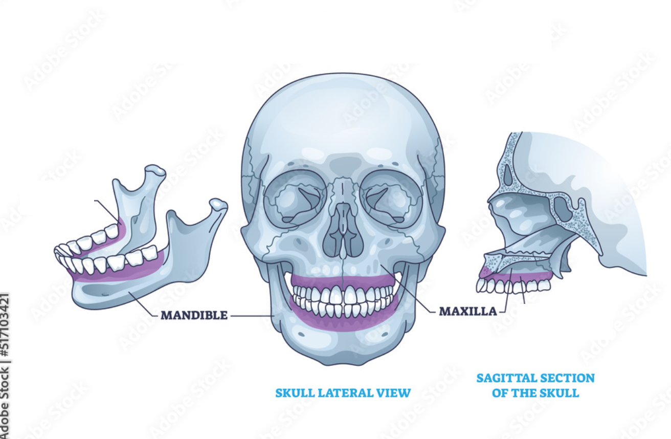 <p>The curved bone that contains sockets for the teeth</p>
